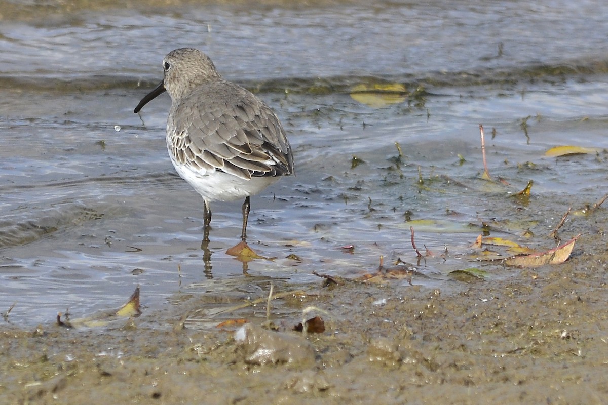 Alpenstrandläufer - ML40273881