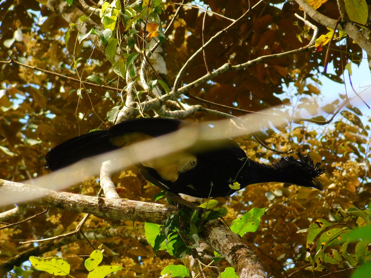 Great Curassow - Rosi Arguedas Sequeira