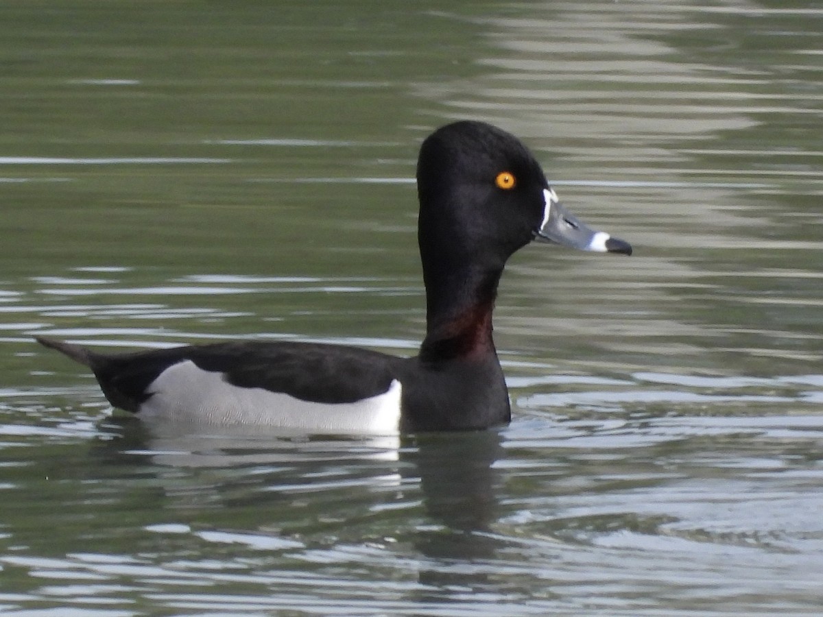 Ring-necked Duck - ML402742571