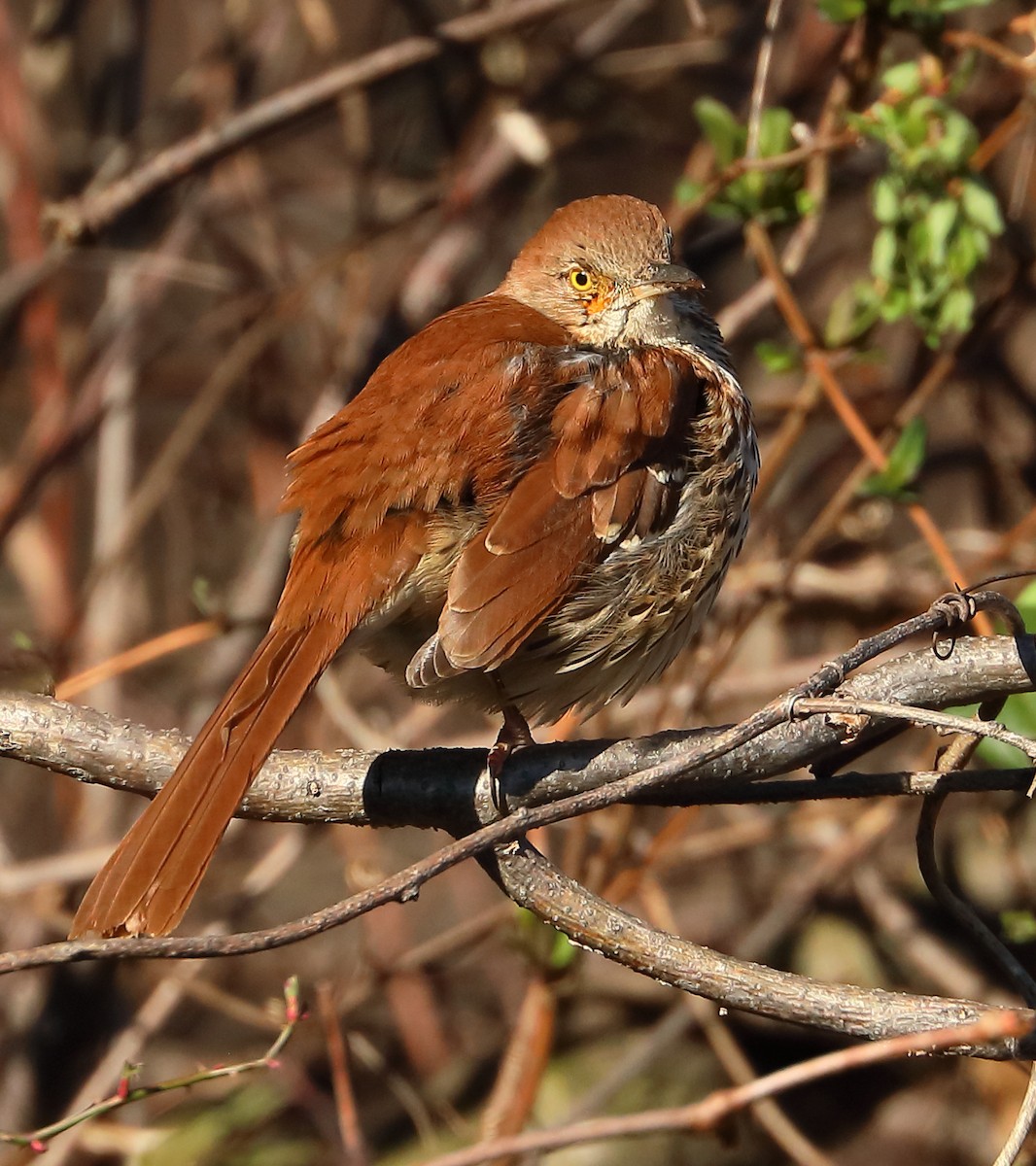 Brown Thrasher - ML402743411