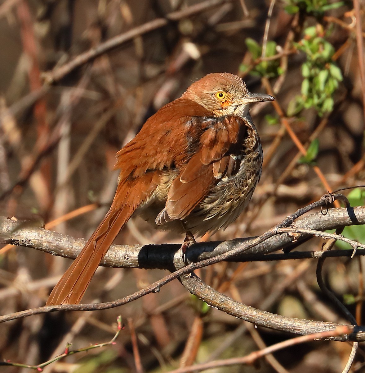 Brown Thrasher - ML402743421