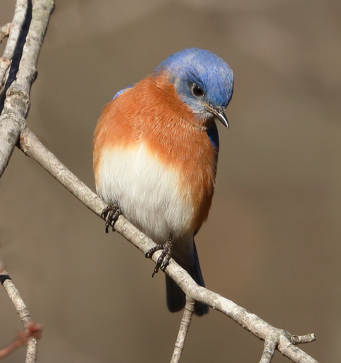 Eastern Bluebird - ML402744251