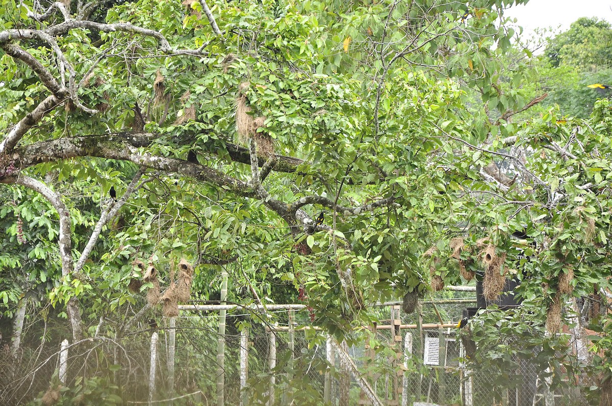 Crested Oropendola - ML402744351