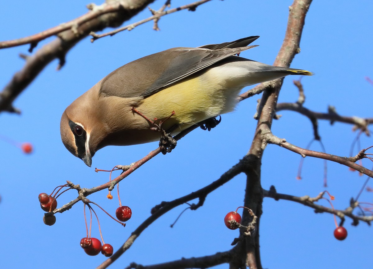 Cedar Waxwing - ML402744371