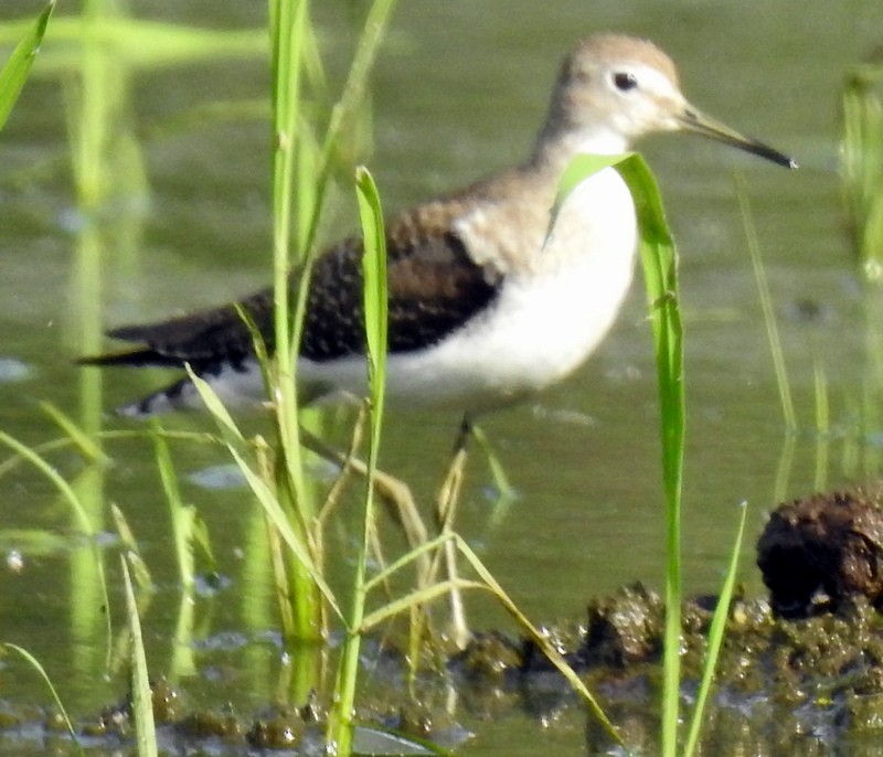 Lesser Yellowlegs - ML402744661