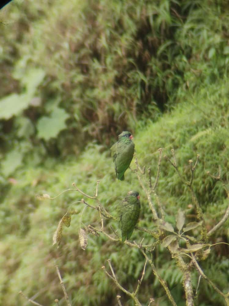 Red-billed Parrot - ML402744711