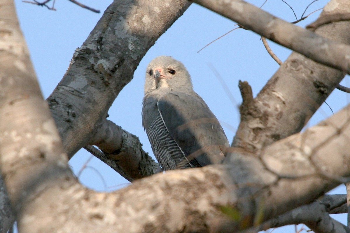 Lizard Buzzard - ML402745621