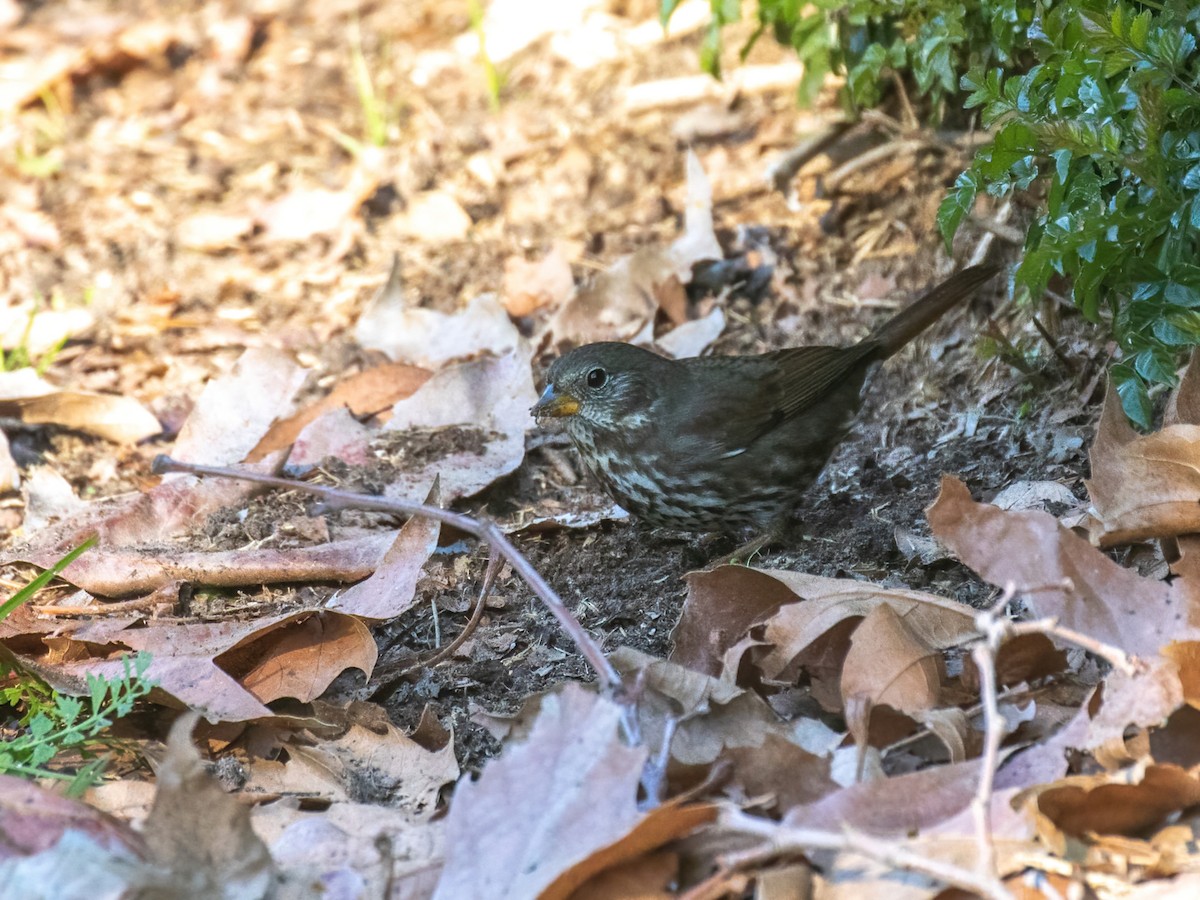 Fox Sparrow - ML402746591