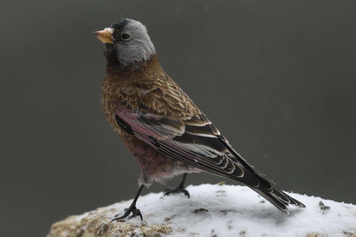 Gray-crowned Rosy-Finch (Hepburn's) - ML402746771