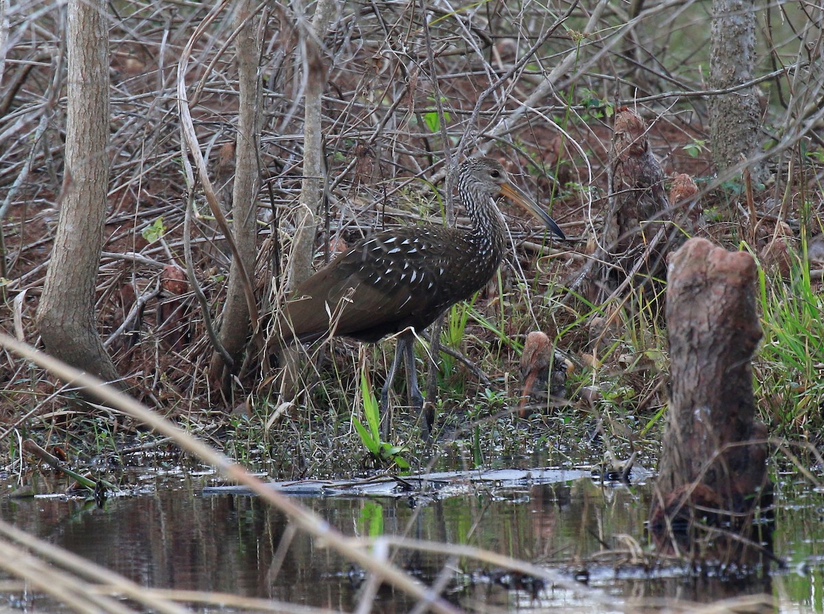 Limpkin - ML402748011