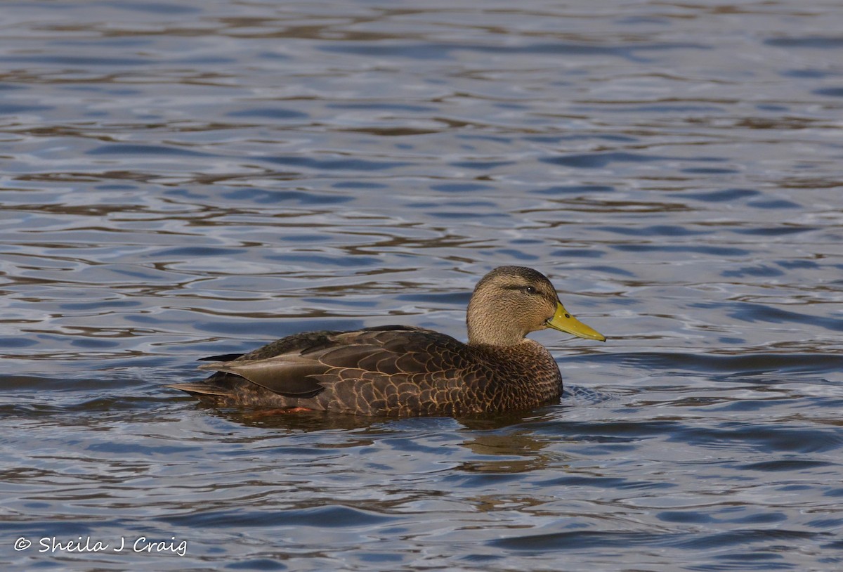 Canard noir - ML402750071