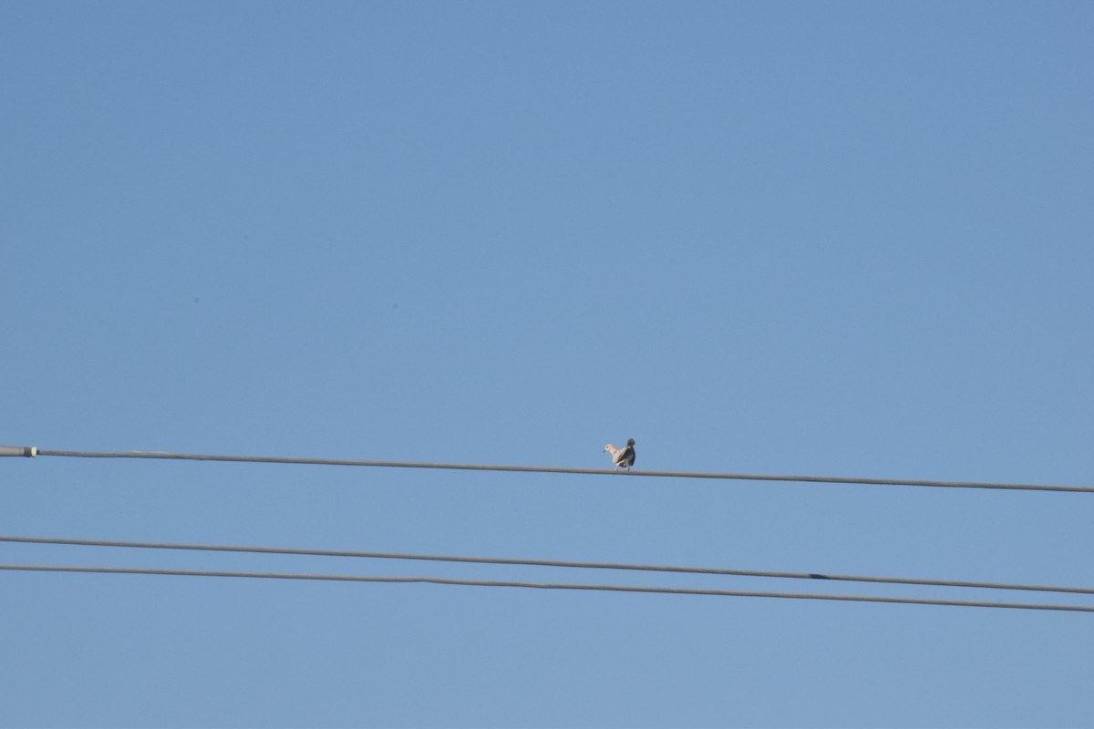 Eurasian Collared-Dove - ML402750691