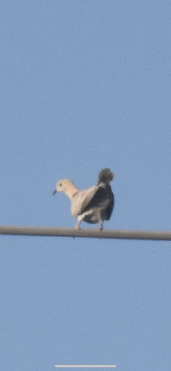 Eurasian Collared-Dove - ML402750751
