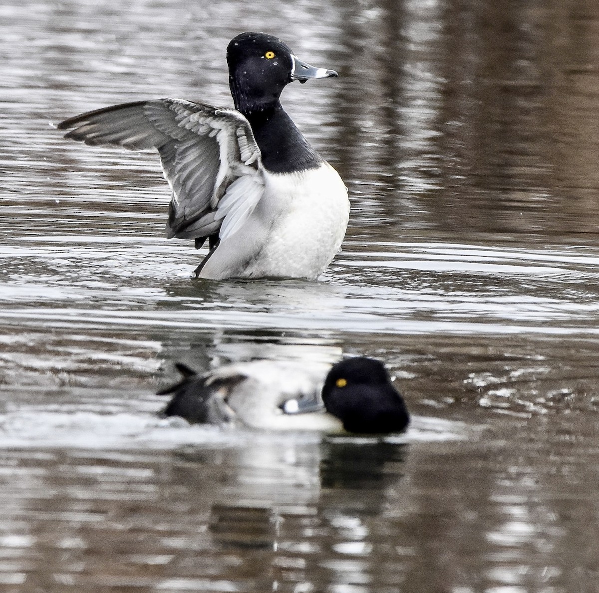 Ring-necked Duck - Vicki Chatel  (*v*)