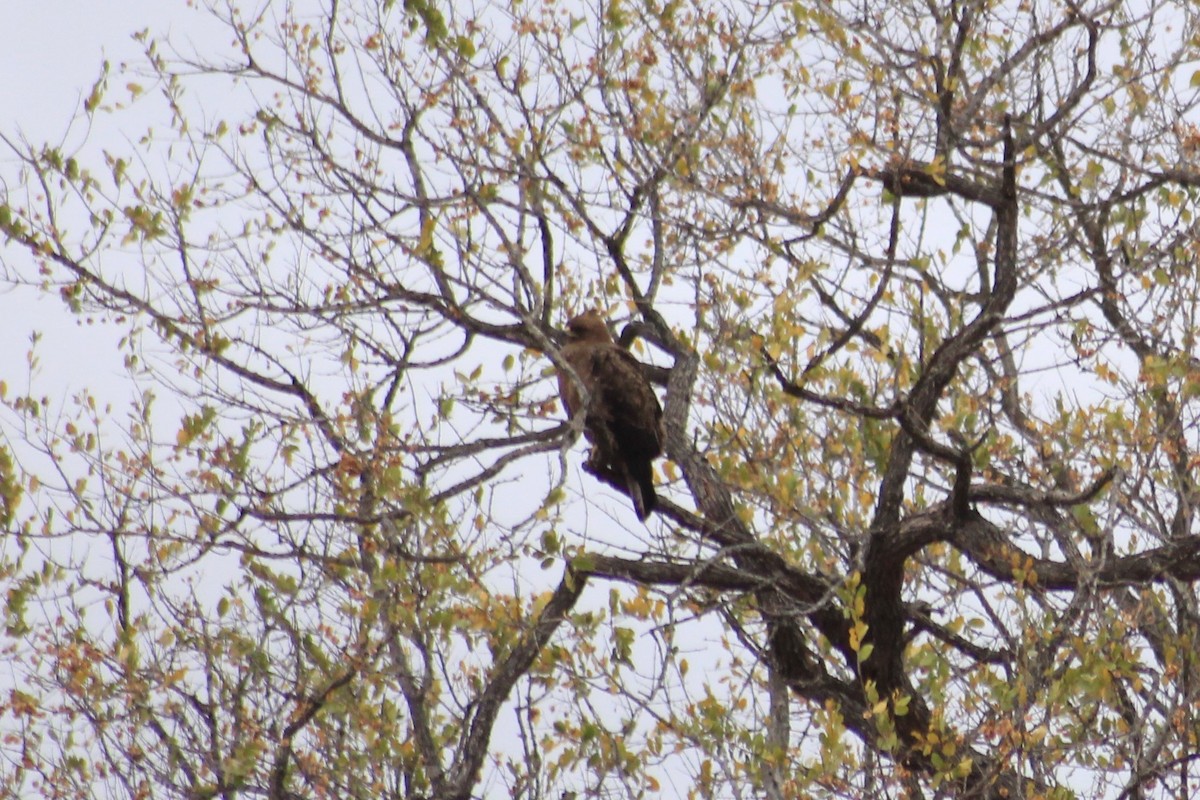 Wahlberg's Eagle - Thomas Quartier