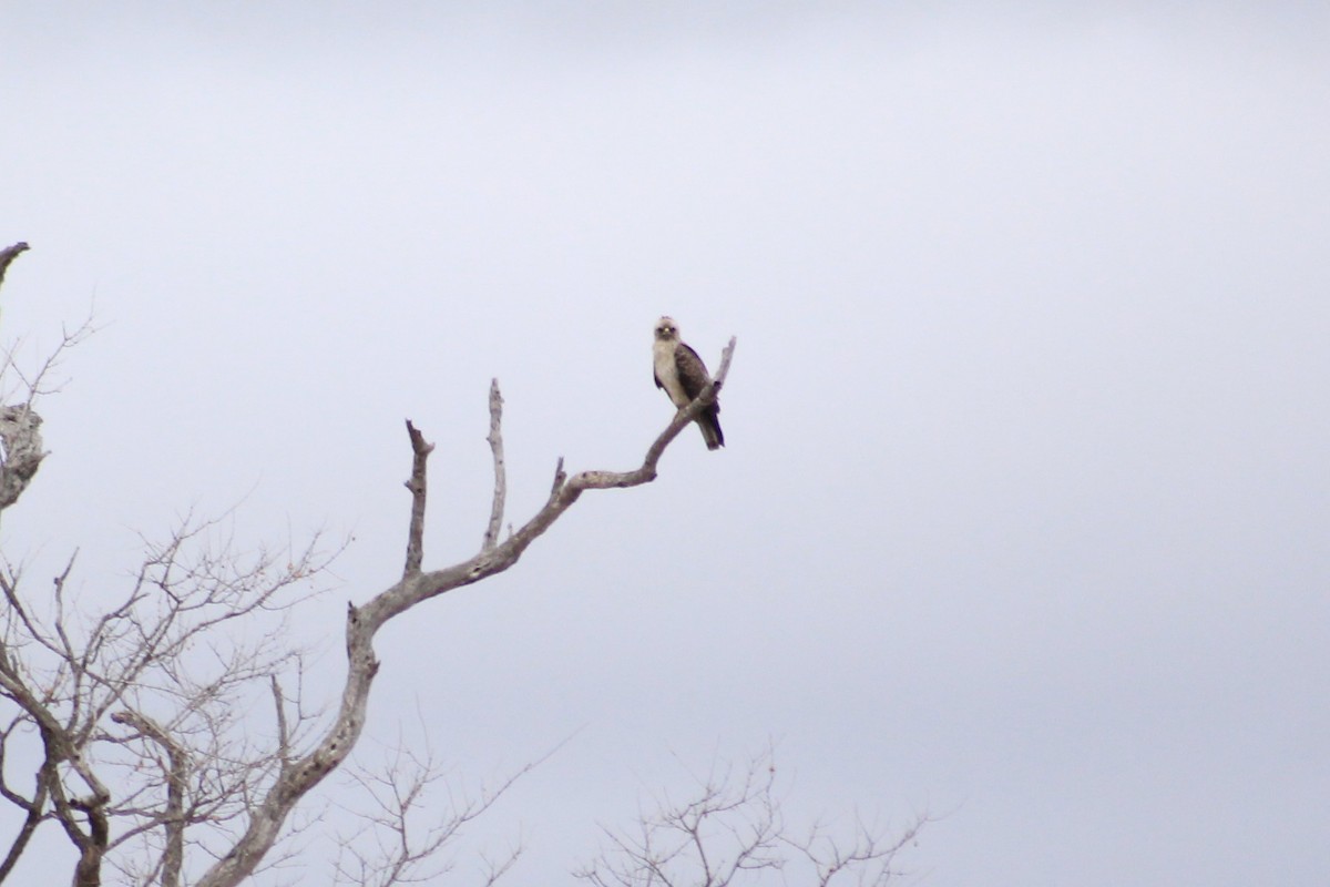 Wahlberg's Eagle - ML402754581