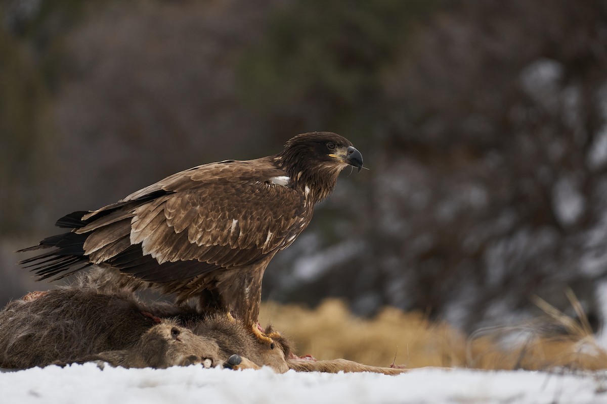 Weißkopf-Seeadler - ML402755601