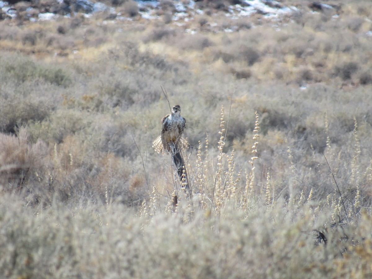 Prairie Falcon - ML402757641