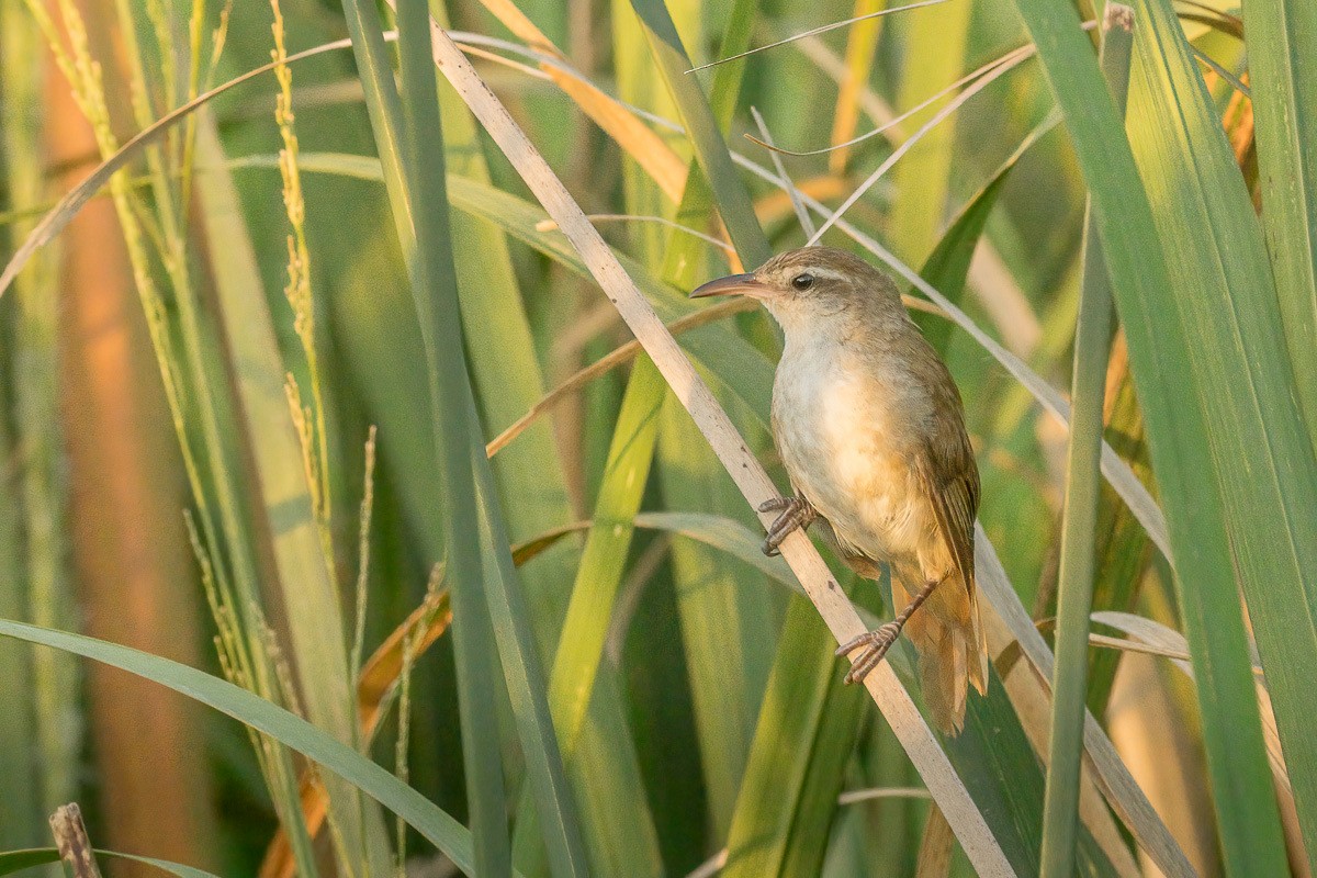 Curve-billed Reedhaunter - ML402760461