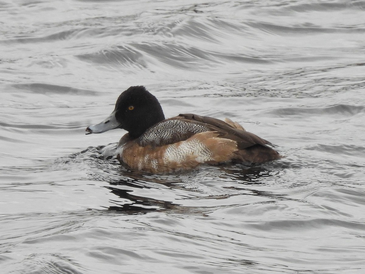 Lesser Scaup - ML402761131
