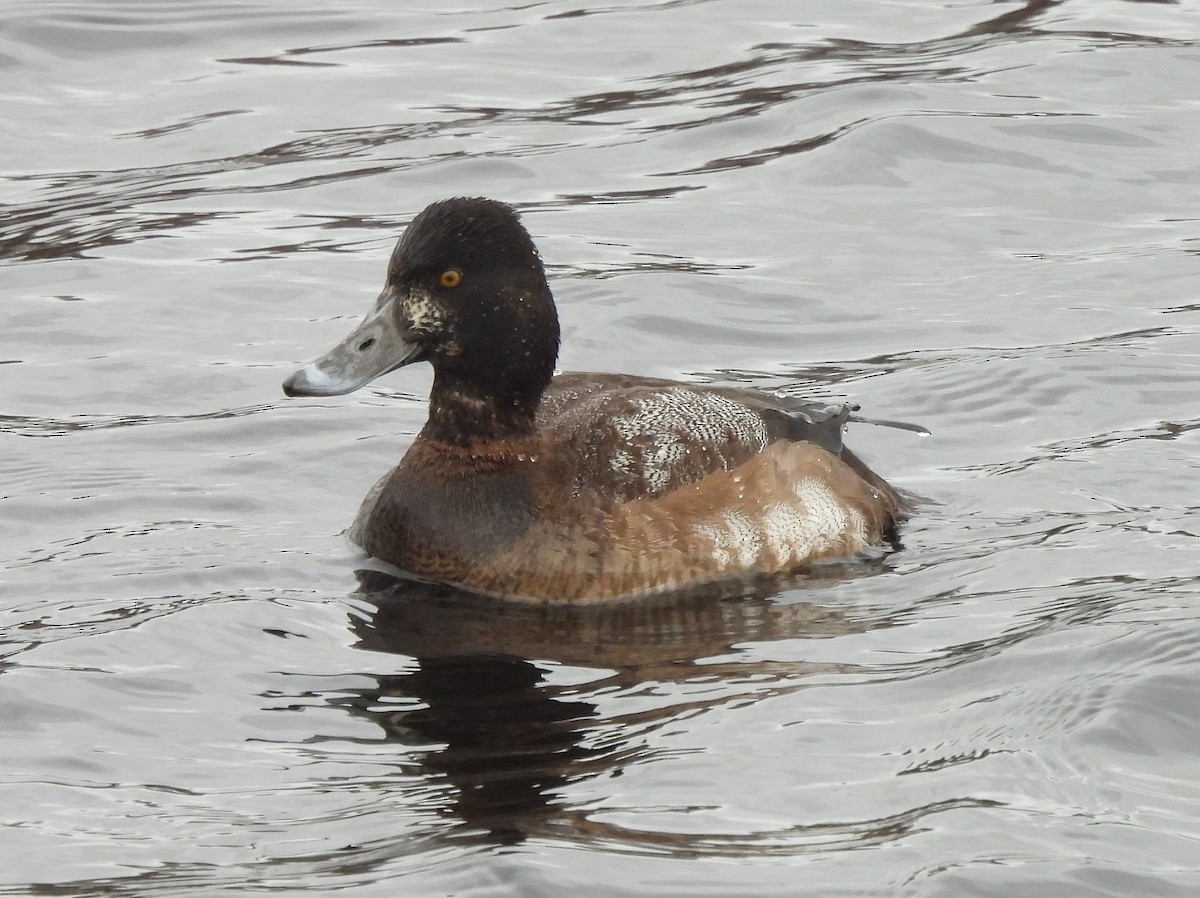 Lesser Scaup - ML402761141