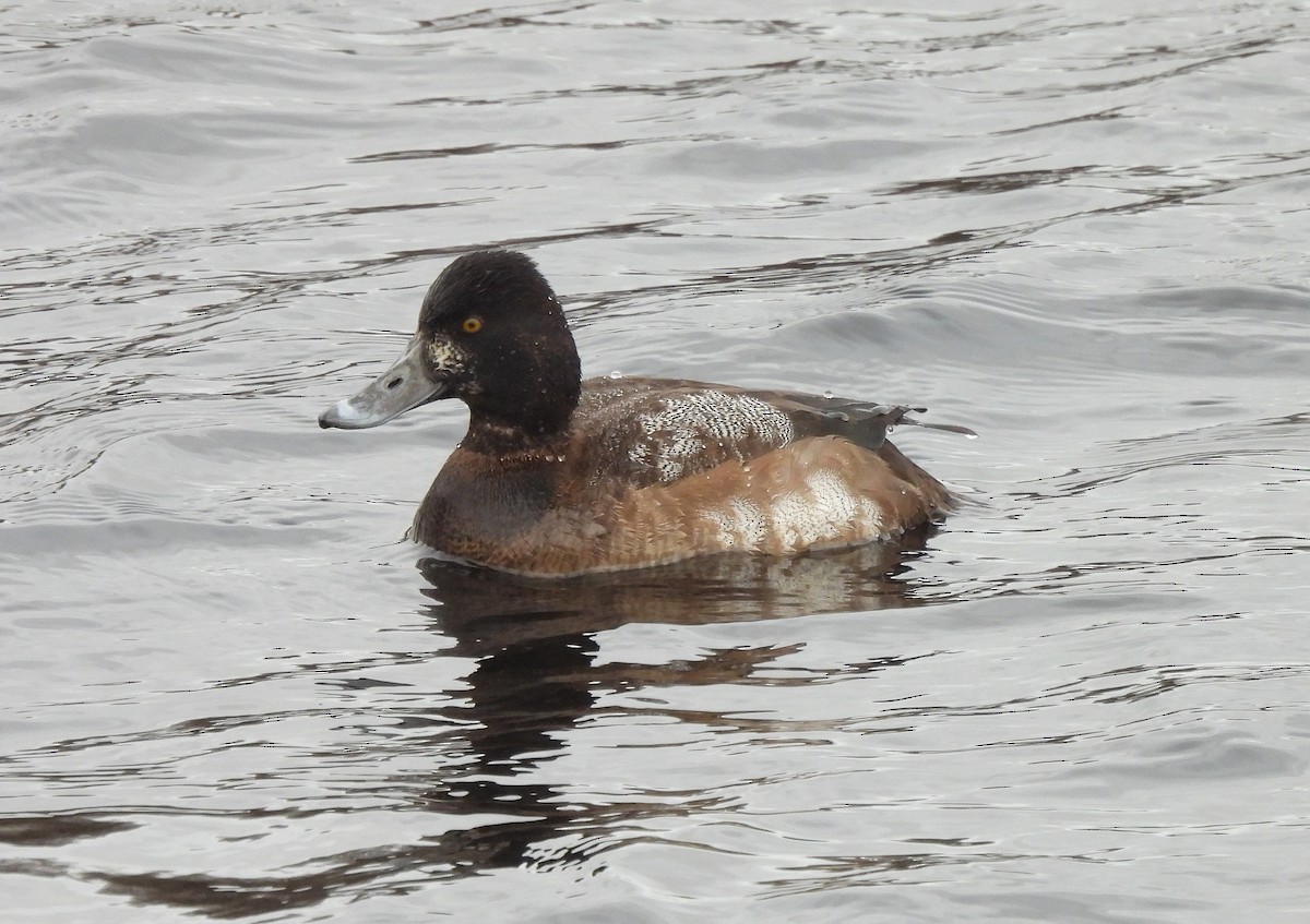 Lesser Scaup - ML402761151
