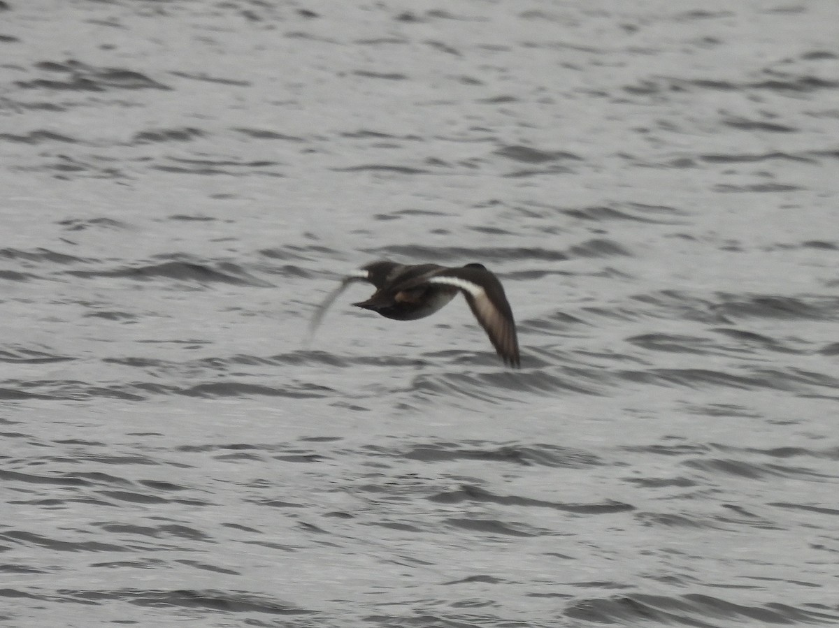 Lesser Scaup - ML402762061