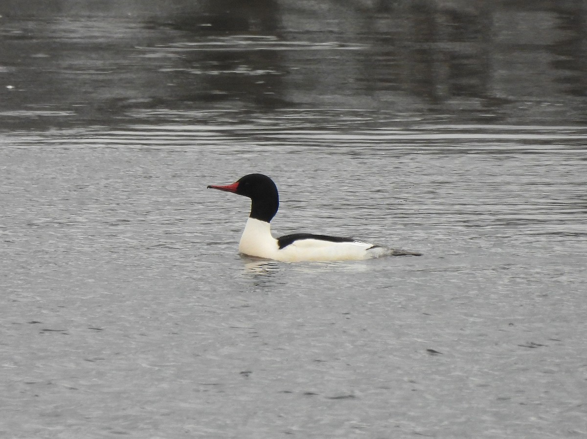 Common Merganser (North American) - ML402762181