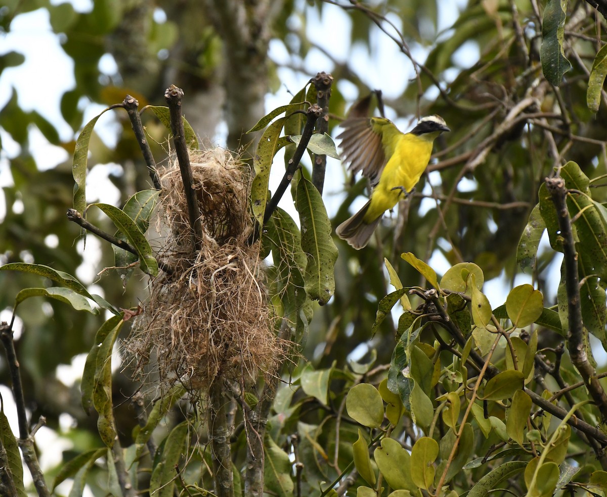 Social Flycatcher - ML402762951