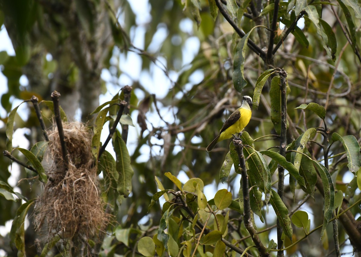 Social Flycatcher - Estela Quintero-Weldon