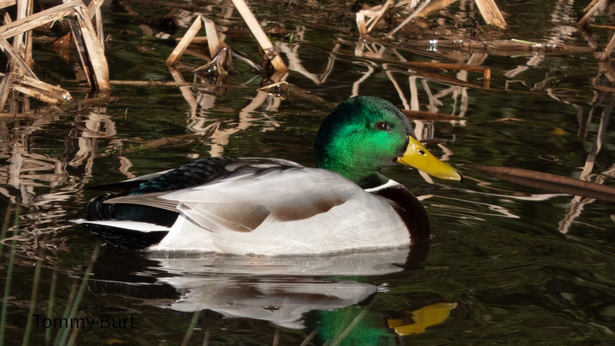 Mallard - Tommy Burt