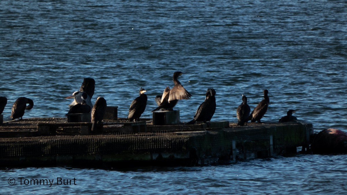 Great Cormorant - ML402765281