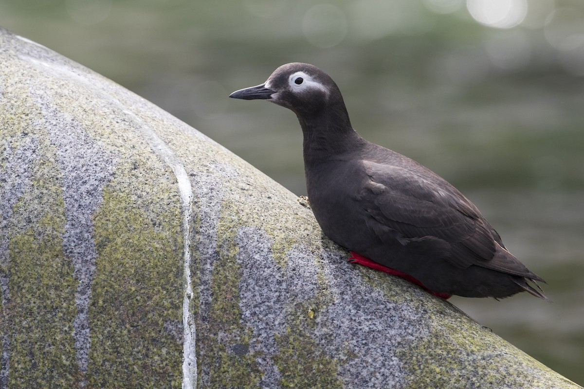 Spectacled Guillemot - Michael Stubblefield