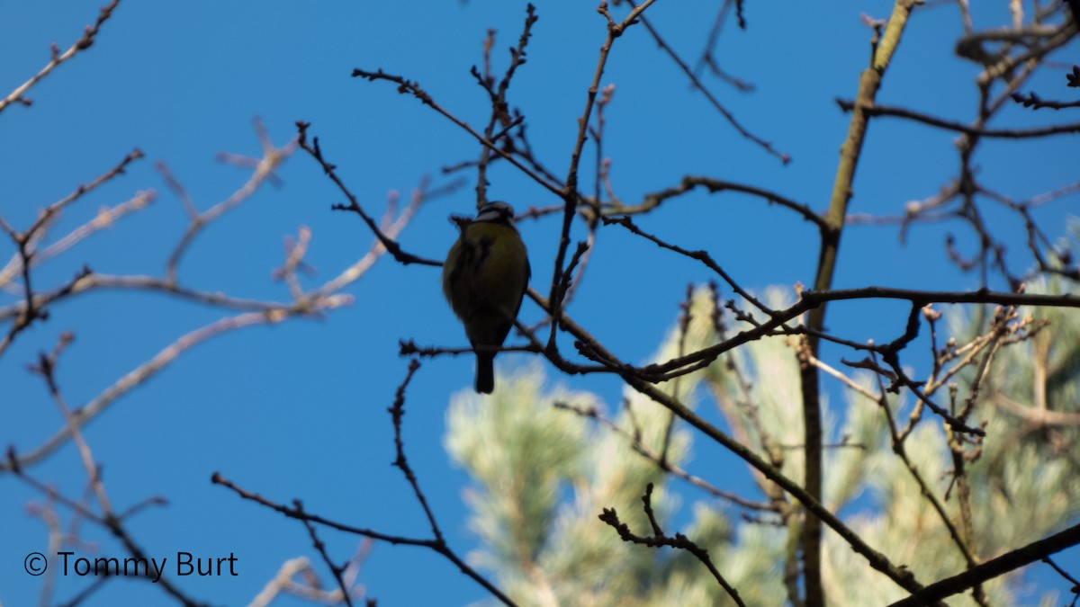 Eurasian Blue Tit - ML402765381