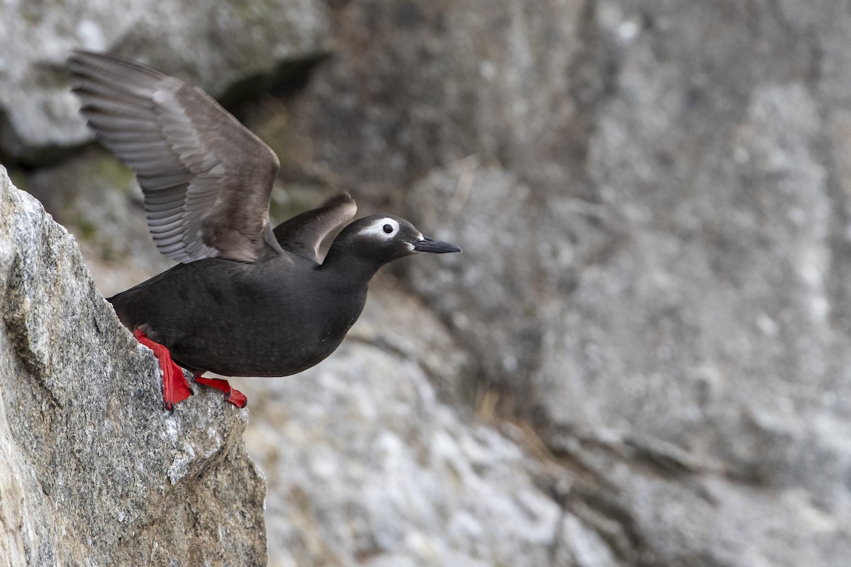 Spectacled Guillemot - Michael Stubblefield