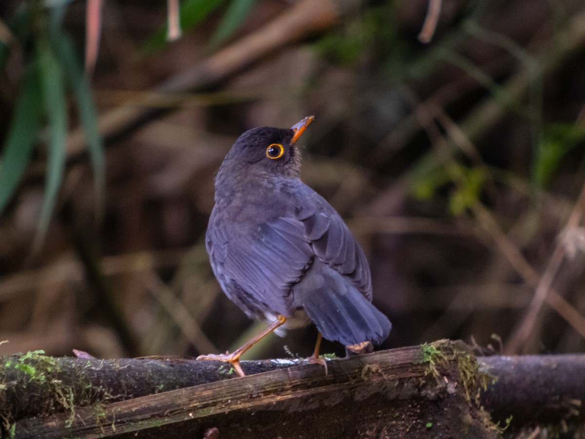 Slaty-backed Nightingale-Thrush (Slaty-backed) - Martin  Flack