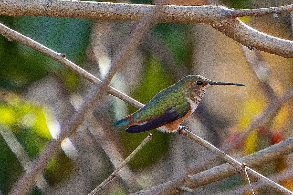 Allen's Hummingbird - ML402766461