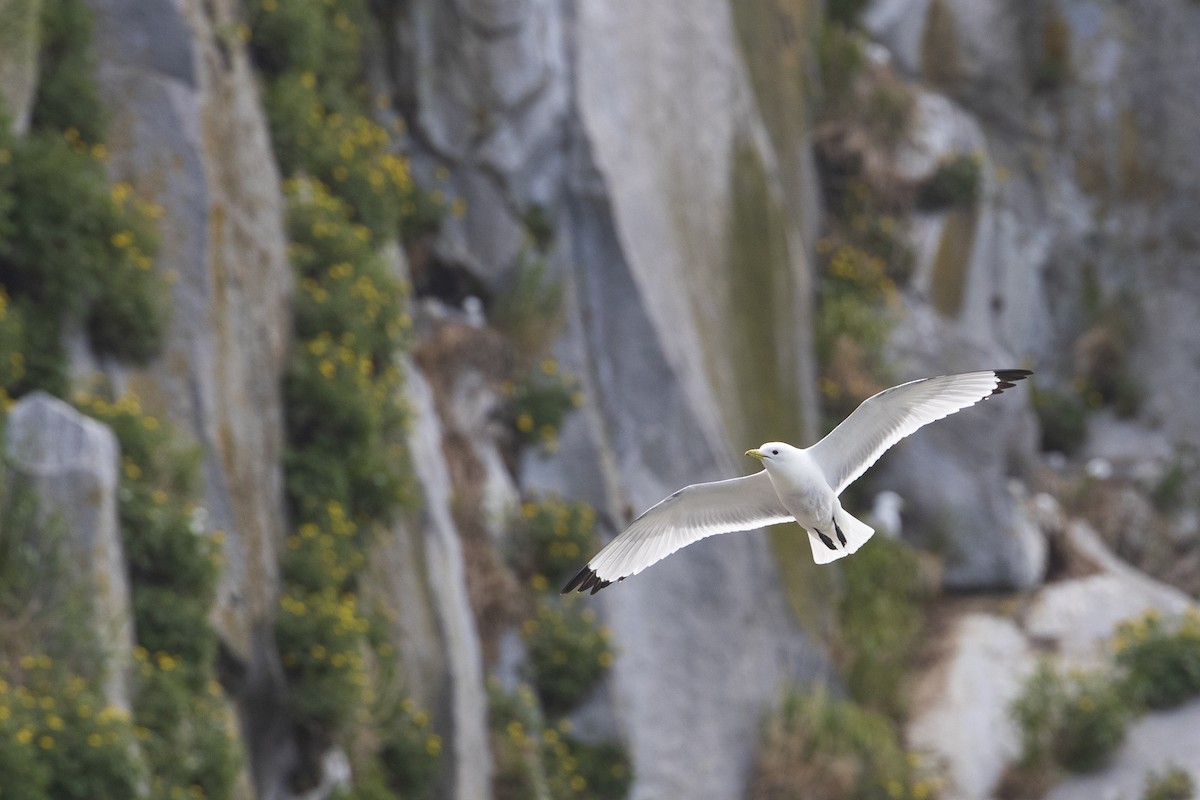 Black-legged Kittiwake (pollicaris) - ML402766851