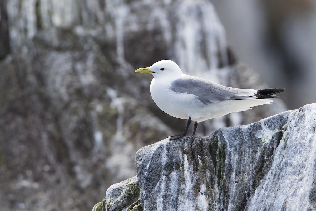 Black-legged Kittiwake (pollicaris) - Michael Stubblefield