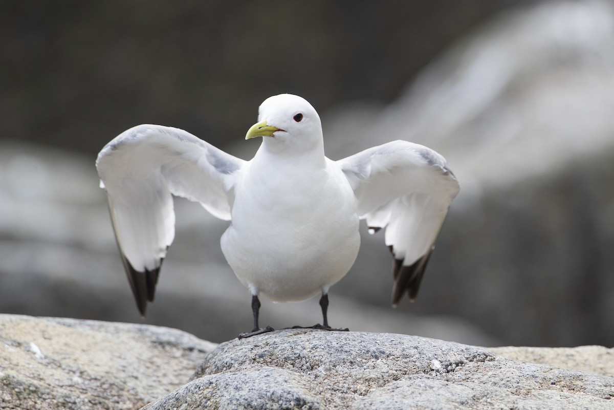 Black-legged Kittiwake (pollicaris) - ML402767121