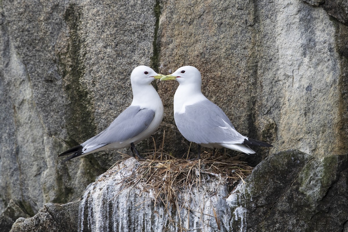 Mouette tridactyle (pollicaris) - ML402767211