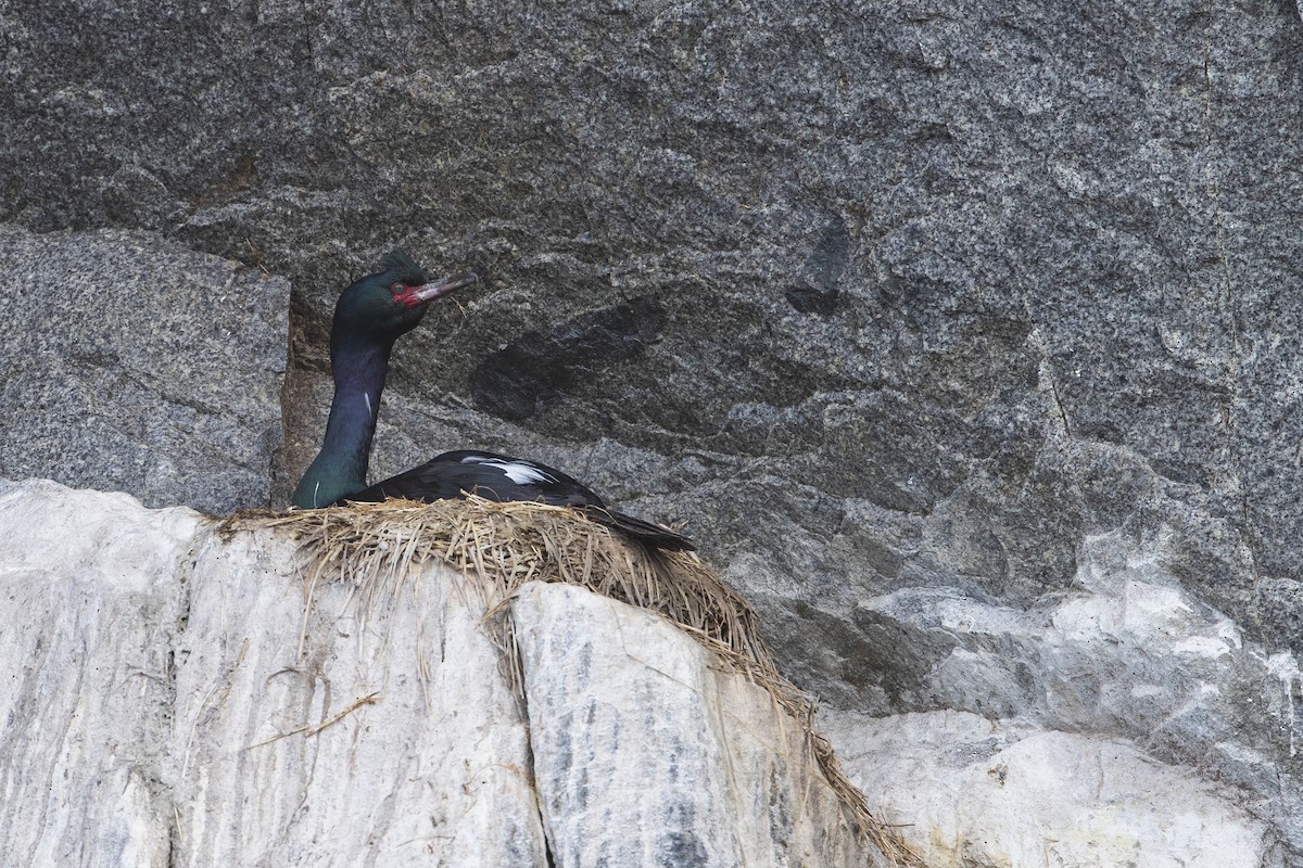 Pelagic Cormorant - ML402767271