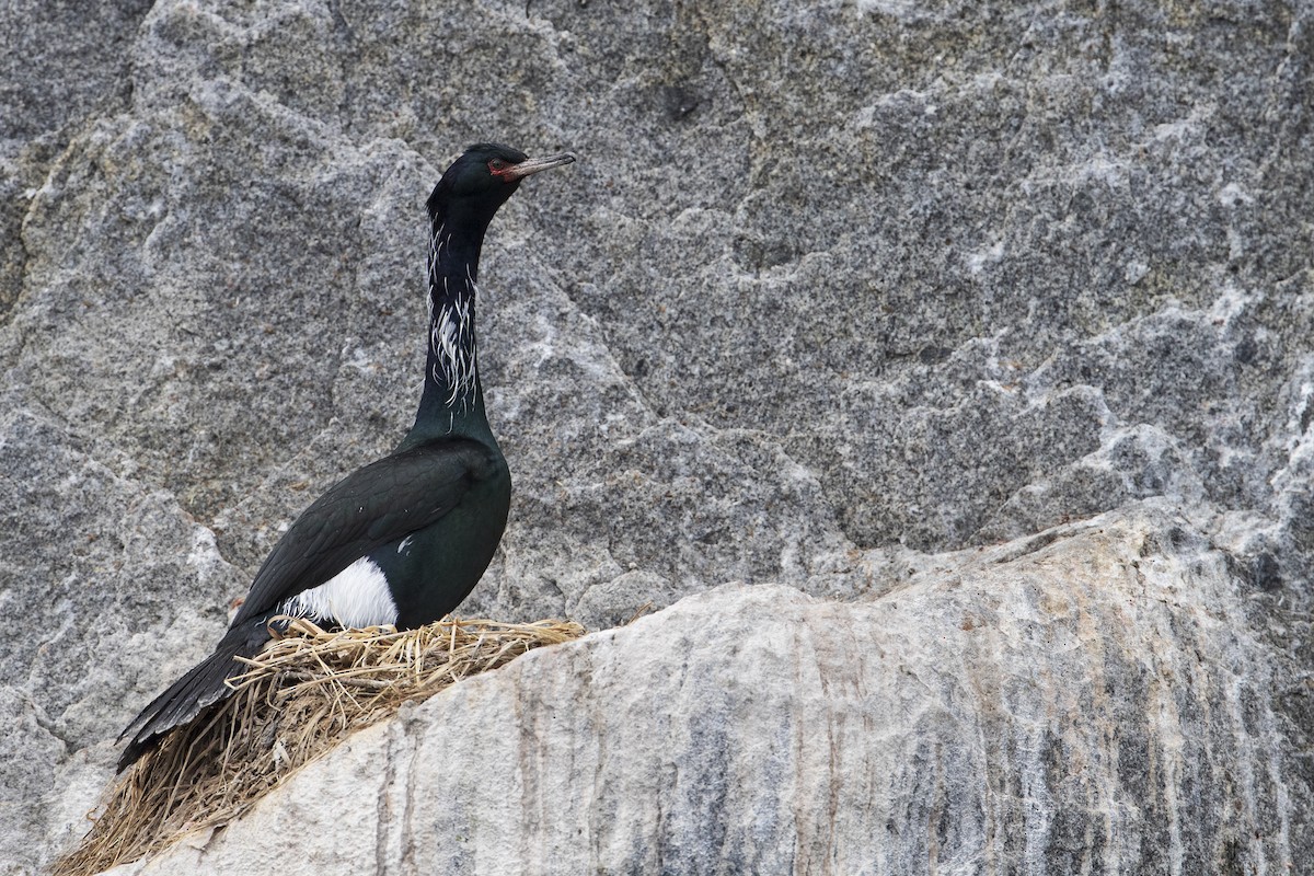 Pelagic Cormorant - ML402767291