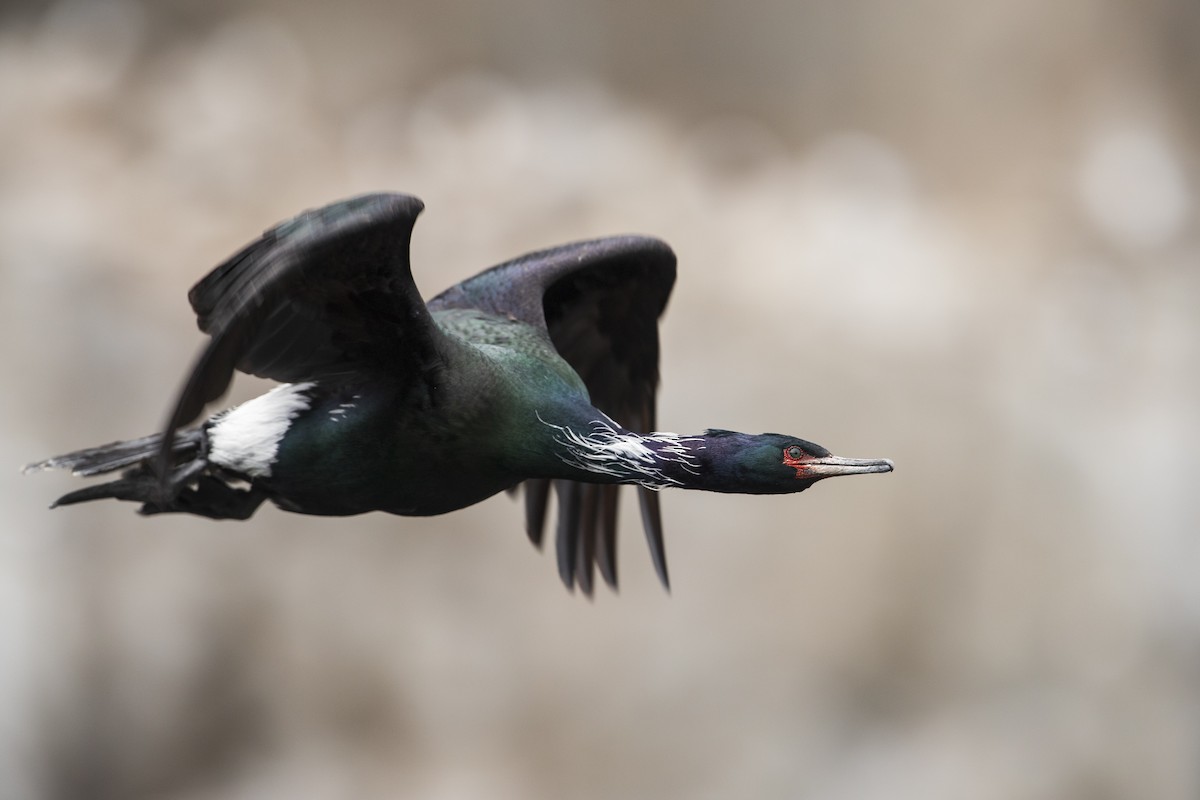 Pelagic Cormorant - Michael Stubblefield