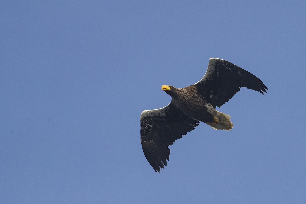 Steller's Sea-Eagle - ML402767381