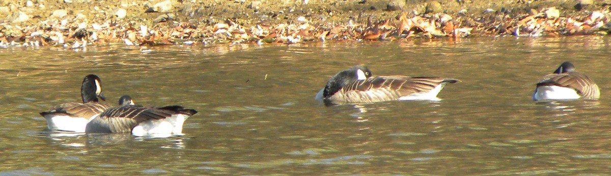 Canada Goose - David Zmoda