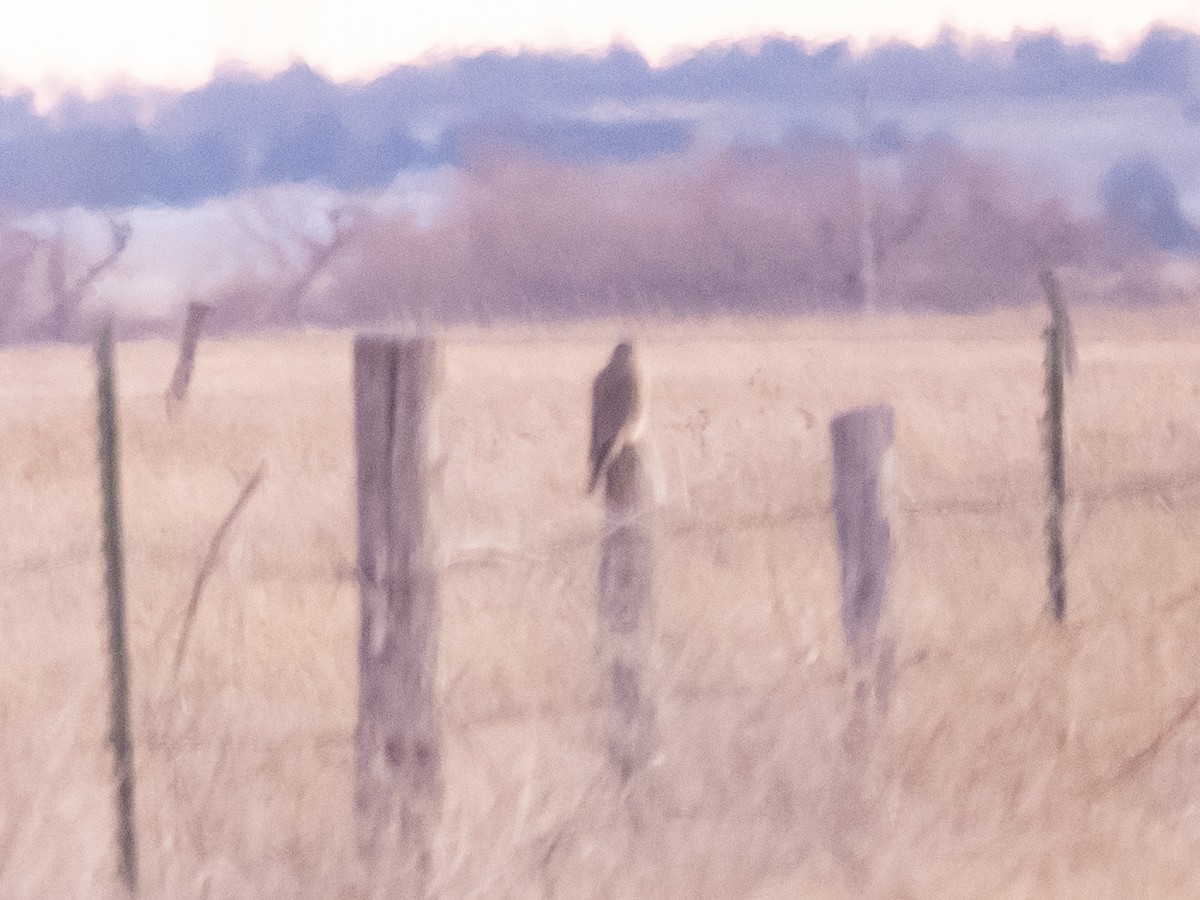 Prairie Falcon - John Zempel