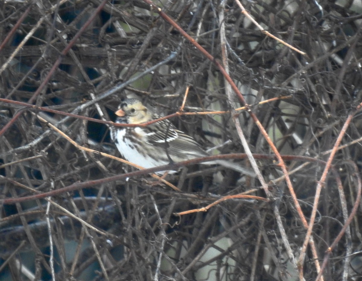 Harris's Sparrow - ML402773601