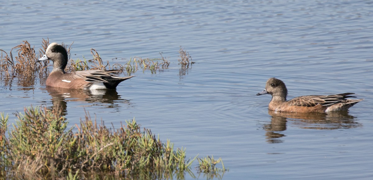 American Wigeon - Maury Swoveland