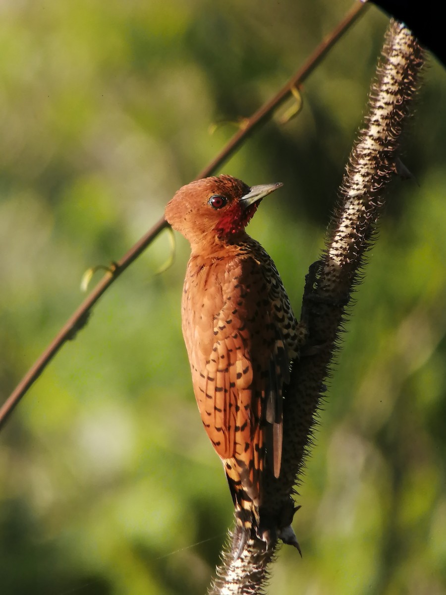 Cinnamon Woodpecker - JOSE PEREZ